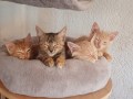 Rufus, Ronja, Rocky und Ruby